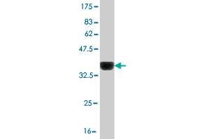 Western Blot detection against Immunogen (36. (LHX4 anticorps  (AA 208-306))