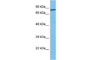 Host:  Rabbit  Target Name:  FOXM1  Sample Tissue:  Human 786-0 Whole Cell  Antibody Dilution:  1ug/ml (FOXM1 anticorps  (Middle Region))