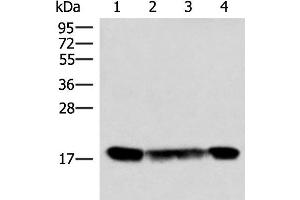 Western blot analysis of 293T and 231 cell lysates using PEMT Polyclonal Antibody at dilution of 1:800 (PEMT anticorps)