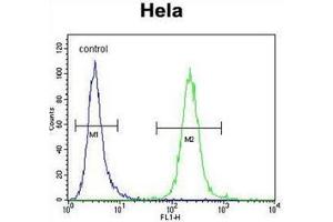 Flow cytometric analysis of Hela cells using POLR1B Antibody (N-term) Cat. (POLR1B anticorps  (N-Term))