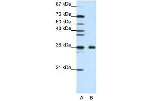 WB Suggested Anti-FBL  Antibody Titration: 1. (Fibrillarin anticorps  (N-Term))