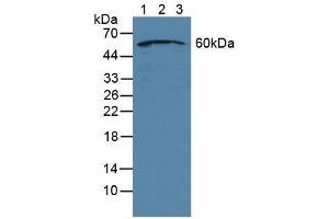 Western blot analysis of (1) Human Jurkat Cells, (2) Human HeLa cells and (3) Human HepG2 Cells. (NUP50 anticorps  (AA 37-269))