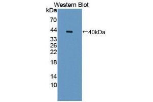 Western blot analysis of recombinant Human OTUB1. (OTUB1 anticorps  (AA 1-271))