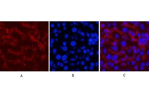 Immunofluorescence analysis of mouse liver tissue. (Caspase 8 anticorps)