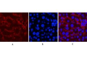 Immunofluorescence analysis of mouse liver tissue.