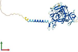 AlphaFold protein structure predicition of Human Recombinant TMPRSS4 Protein, UniprotID Q9NRS4