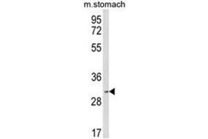 Western blot analysis of SFRS2 Antibody (Center) in mouse stomach tissue lysates (35ug/lane). (SRSF2 anticorps  (Middle Region))