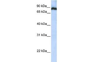 WB Suggested Anti-TAF1C Antibody Titration: 0. (TAF1C anticorps  (N-Term))