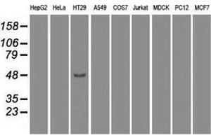 Western blot analysis of extracts (35 µg) from 9 different cell lines by using anti-IRF3 monoclonal antibody.