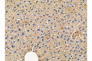 ABIN6263822 and ABIN6272378 at 1/100 staining mouse liver tissue by IHC-P. (OMG anticorps  (Internal Region))