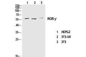 Western Blot analysis of various cells using RORC Polyclonal Antibody at dilution of 1:1000. (RORC anticorps)