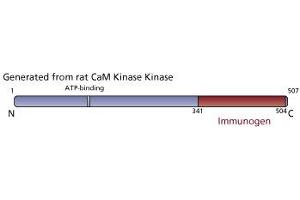 Image no. 3 for anti-CaM Kinase Kinase (AA 341-504) antibody (ABIN968029) (CaM Kinase Kinase (AA 341-504) anticorps)