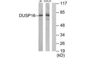 Western blot analysis of extracts from Jurkat cells and COLO205 cells, using DUSP16 antibody. (DUSP16 anticorps)