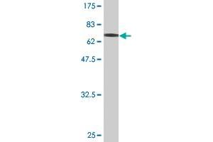 Western Blot detection against Immunogen (74.