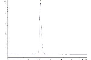 The purity of Biotinylated Human SIRP alpha is greater than 95 % as determined by SEC-HPLC.