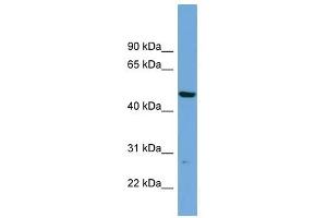 PNMAL1 antibody used at 1 ug/ml to detect target protein. (PNMA-Like 1 anticorps  (Middle Region))