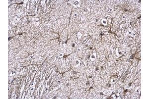 IHC-P Image GFAP antibody detects GFAP protein at astrocyte on mouse fore brain by immunohistochemical analysis. (GFAP anticorps)