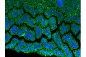 IF/ICC staining of rat intestine using beta-Tubulin Mouse Monoclonal Antibody. (TUBB anticorps)