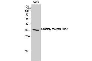 Western Blotting (WB) image for anti-Olfactory Receptor, Family 5, Subfamily B, Member 12 (OR5B12) (Internal Region) antibody (ABIN6281708)