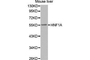 Western Blotting (WB) image for anti-HNF1 Homeobox A (HNF1A) antibody (ABIN6220050) (HNF1A anticorps)