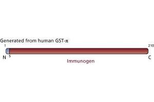 Image no. 3 for anti-Glutathione S-Transferase pi 1 (GSTP1) (AA 5-210) antibody (ABIN968135)