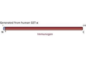 Image no. 3 for anti-Glutathione S-Transferase pi 1 (GSTP1) (AA 5-210) antibody (ABIN968135) (GSTP1 anticorps  (AA 5-210))