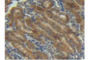 IHC-P analysis of Mouse Kidney Tissue, with DAB staining. (Angiopoietin 1 anticorps  (AA 35-231))