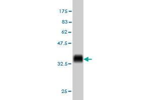 Western Blot detection against Immunogen (36. (KIT anticorps  (AA 41-140))