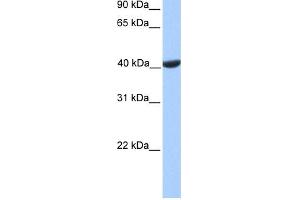 WB Suggested Anti-PGK2 Antibody Titration: 0. (PGK2 anticorps  (C-Term))
