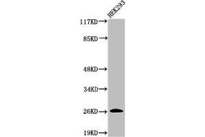 Western Blot analysis of 293 cells using Cleaved-C1r LC (I464) Polyclonal Antibody (C1R anticorps  (Cleaved-Ile464))