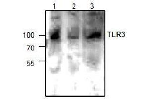 AP26346PU-N: Western blot analysis of TLR3 expression in lysate from Jurkat cells (lane 1 & 2) and 3T3 cells (lane 3). (TLR3 anticorps)
