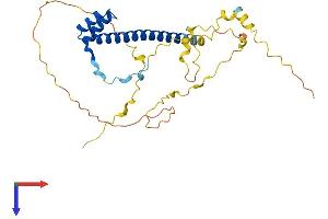 AlphaFold protein structure predicition of Human Recombinant TLX3 Protein, UniprotID O43711