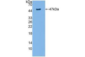 Western blot analysis of recombinant Rat AQP4. (Aquaporin 4 anticorps  (AA 179-314))