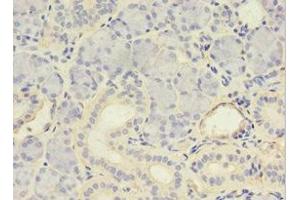 Immunohistochemistry of paraffin-embedded human pancreatic tissue using ABIN7146032 at dilution of 1:100 (MYCBP anticorps  (AA 2-103))