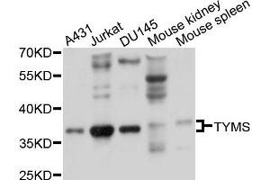 Western blot analysis of extracts of various cell lines, using TYMS antibody. (TYMS anticorps)