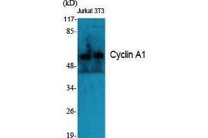 Western Blot (WB) analysis of specific cells using Cyclin A1 Polyclonal Antibody. (Cyclin A1 anticorps  (C-Term))