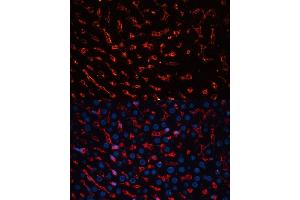 anti-Albumin (ALB) (AA 20-255) antibody