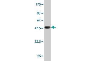 Western Blot detection against Immunogen (49.