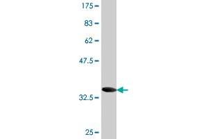 Western Blot detection against Immunogen (36.