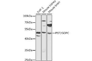 Western blot analysis of extracts of various cell lines, using PIST/PIST/GOPC antibody (ABIN6131712, ABIN6141275, ABIN6141277 and ABIN6217433) at 1:1000 dilution.