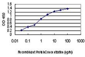 Detection limit for recombinant GST tagged KSR2 is approximately 0. (KSR2 anticorps  (AA 411-500))