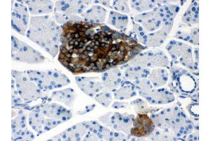 Anti- PRNP Picoband antibody,IHC(P) IHC(P): Mouse Pancreas Tissue (PRNP anticorps  (AA 143-230))