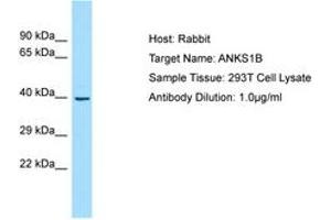Image no. 1 for anti-Ankyrin Repeat and Sterile alpha Motif Domain Containing 1B (ANKS1B) (AA 182-231) antibody (ABIN6750005) (ANKS1B anticorps  (AA 182-231))