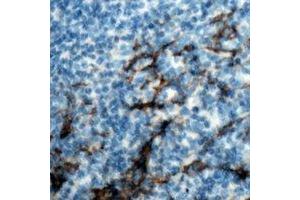 Immunohistochemical analysis of CD13 staining in human tonsil formalin fixed paraffin embedded tissue section. (CD13 anticorps  (C-Term))