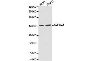 Western Blotting (WB) image for anti-Autophagy/beclin-1 Regulator 1 (AMBRA1) antibody (ABIN1870958) (AMBRA1 anticorps)
