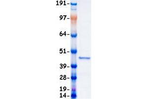 Validation with Western Blot