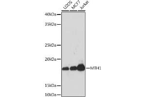 Western blot analysis of extracts of various cell lines, using MTH1 Rabbit mAb (ABIN1680628, ABIN7101592, ABIN7101593 and ABIN7101594) at 1:1000 dilution.