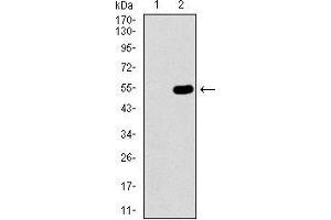 Western blot analysis using WHSC2 mAb against HEK293 (1) and WHSC2 (AA: 280-511)-hIgGFc transfected HEK293 (2) cell lysate.