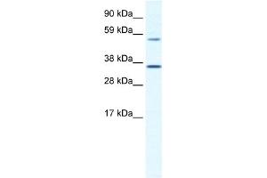WB Suggested Anti-MESP2 Antibody Titration:  1.