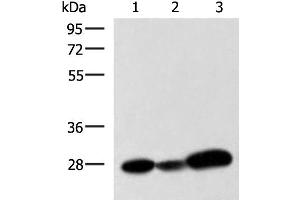 Western blot analysis of 293T K562 and NIH/3T3 cell lysates using VEGFA Polyclonal Antibody at dilution of 1:1050 (VEGFA anticorps)
